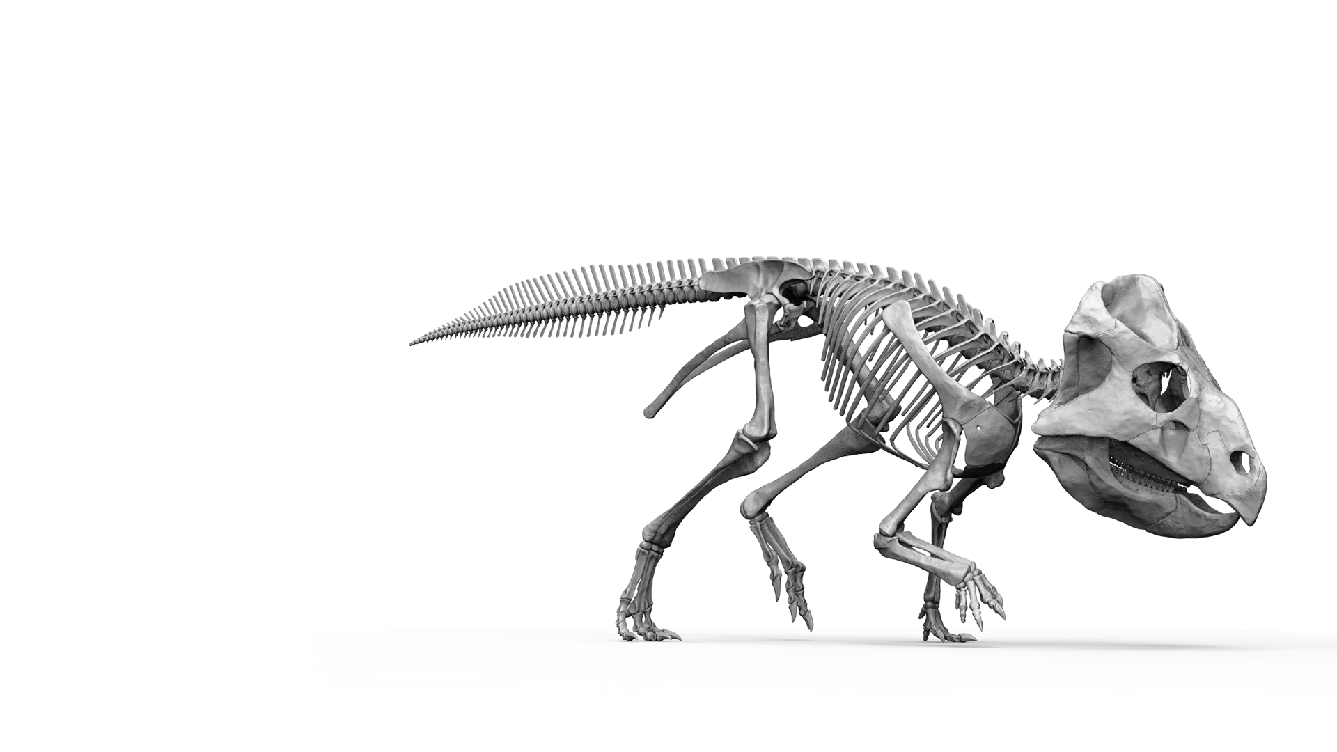 leptoceratopspng