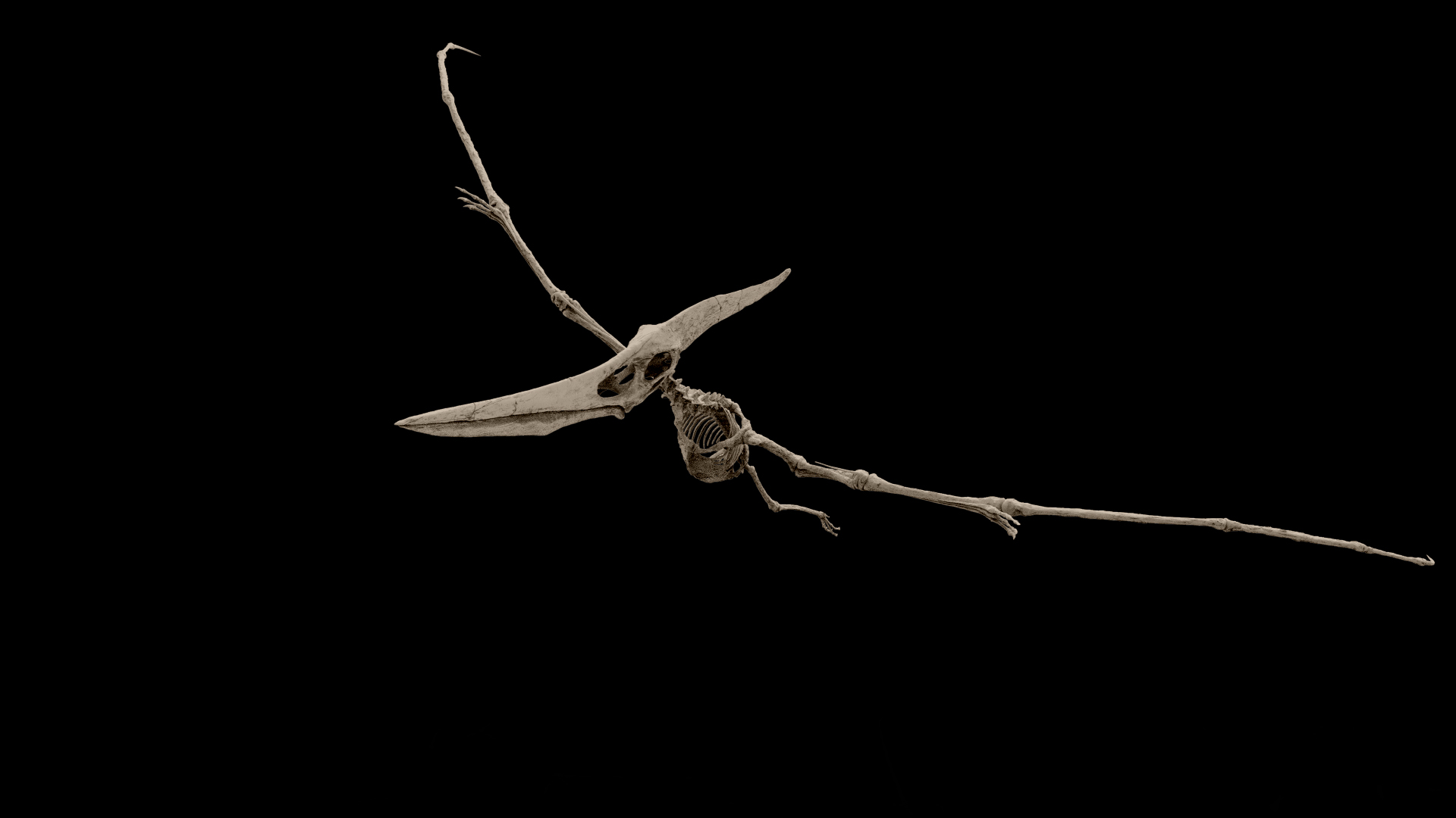 pteranodonjpeg